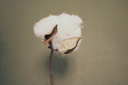 SHAPE OF COTTON WEAVING THE FUTURE
